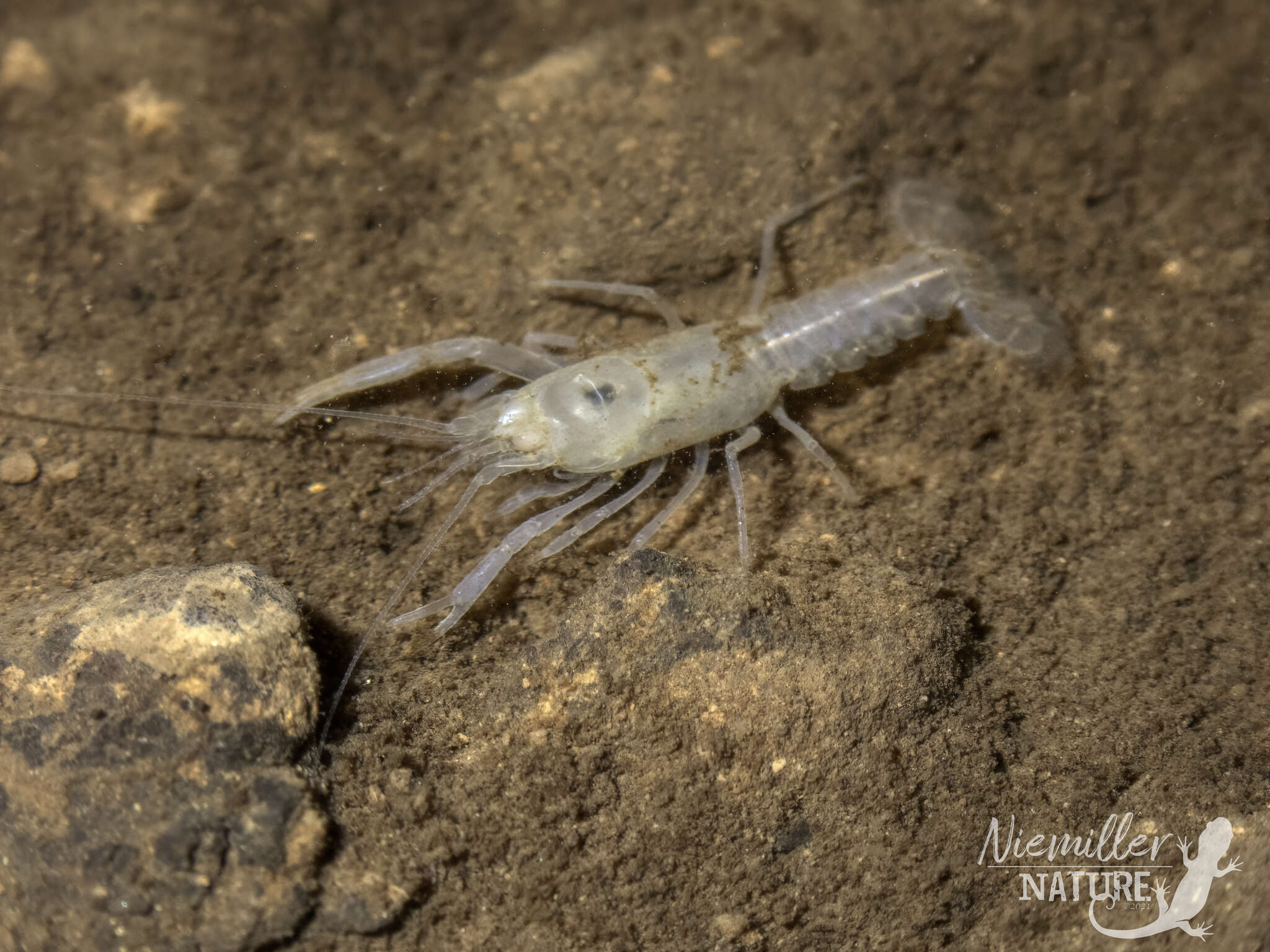 Image of Southern Cave Crayfish