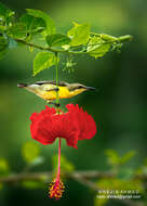 Image of Purple Sunbird