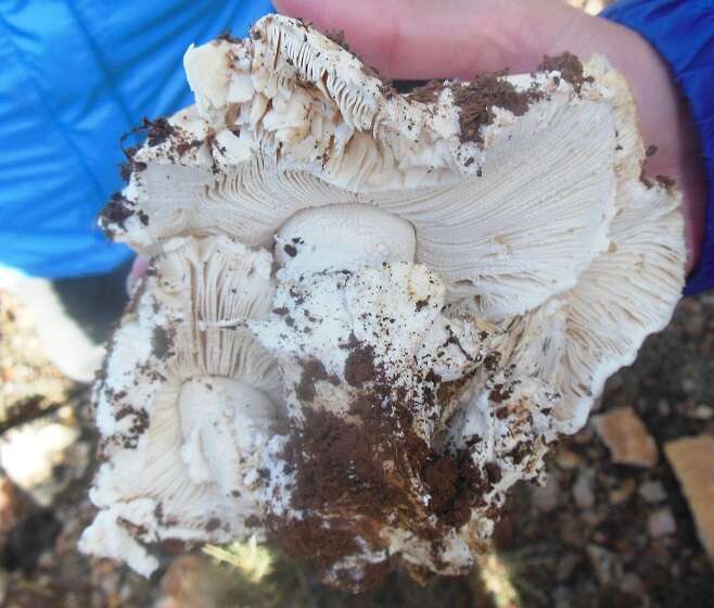 Image of Amanita ovoidea (Bull.) Link 1833