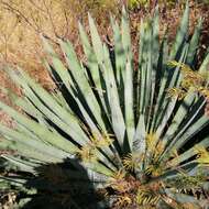 Image of Agave angustifolia var. rubescens (Salm-Dyck) Gentry