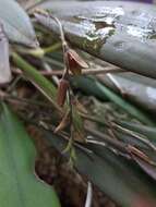 Image of Acianthera hondurensis (Ames) Pridgeon & M. W. Chase