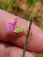 Image of Tephrosia burchellii Burtt Davy