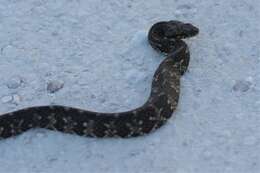 Image of Atlantic salt marsh snake