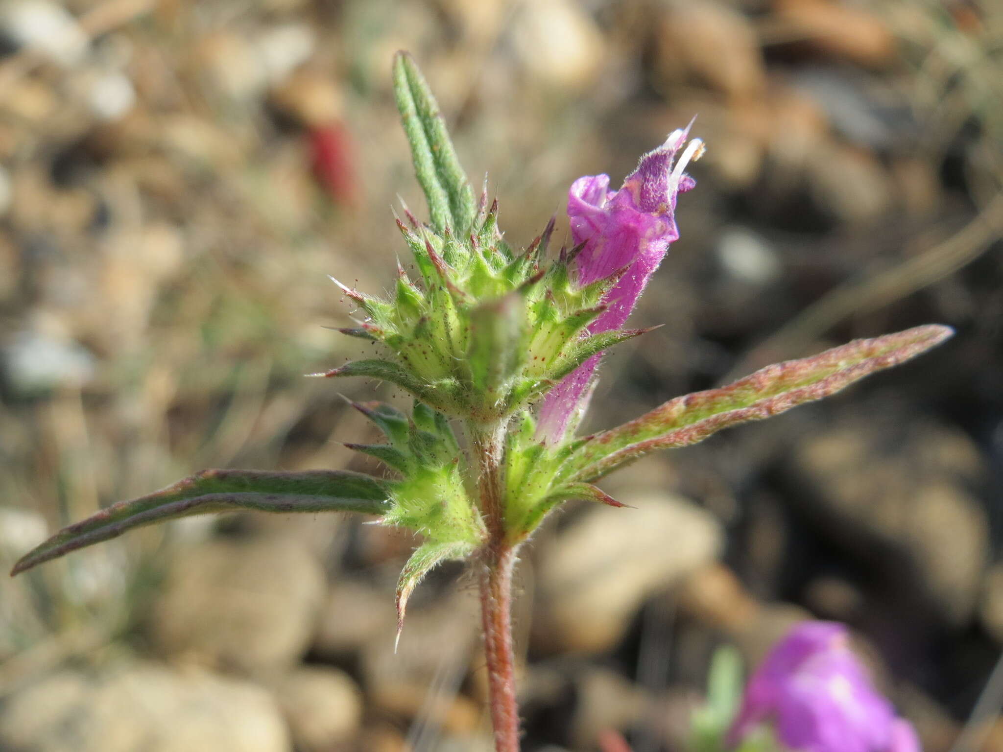 Imagem de Galeopsis angustifolia Ehrh. ex Hoffm.