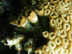 Image of finger coral