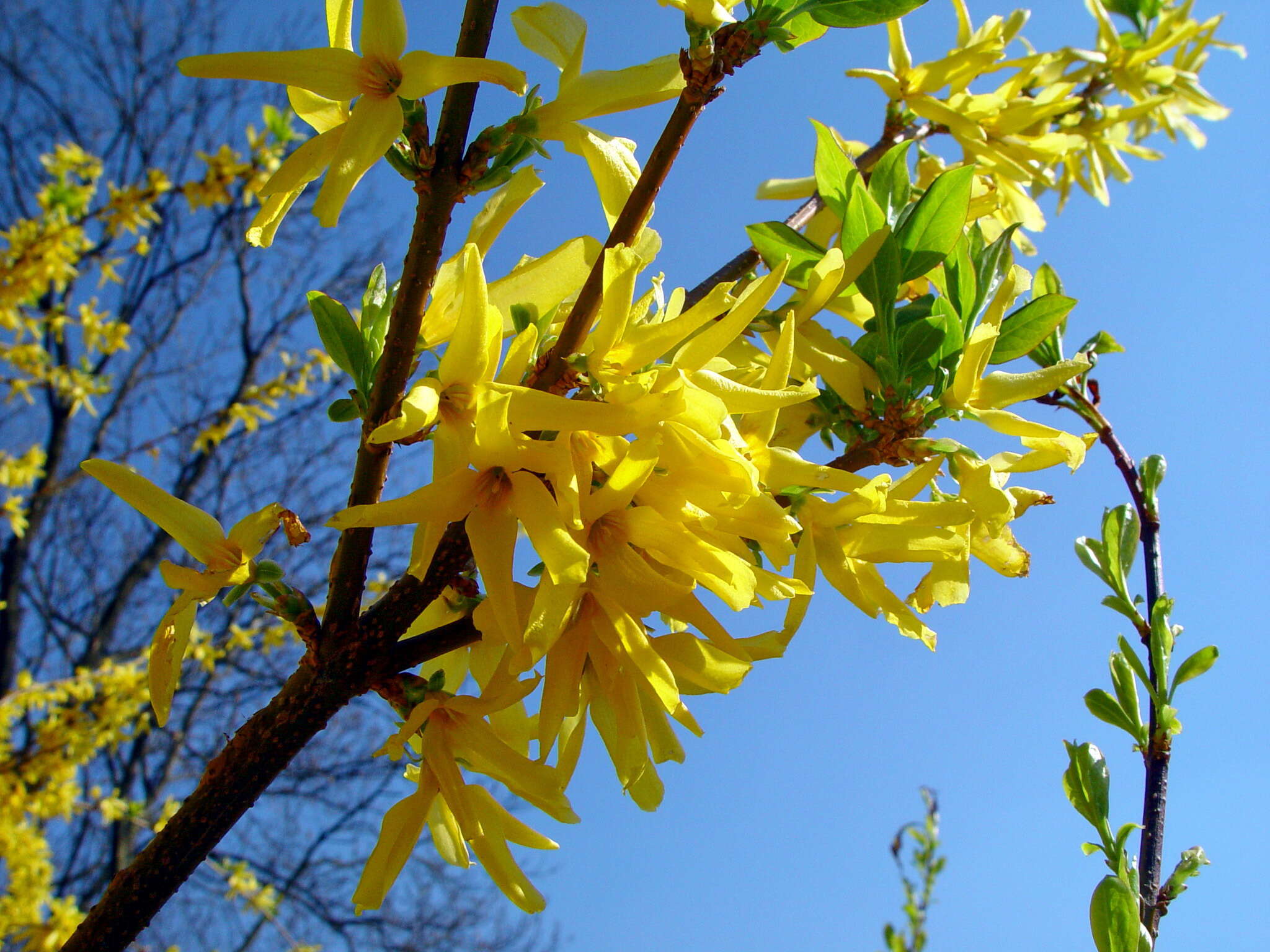 Image de Forsythia intermedia Zabel