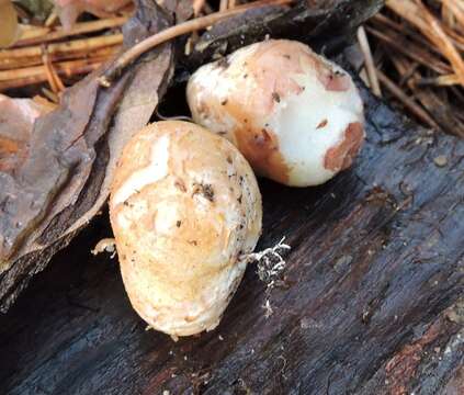 Image of Blushing Beard Truffle