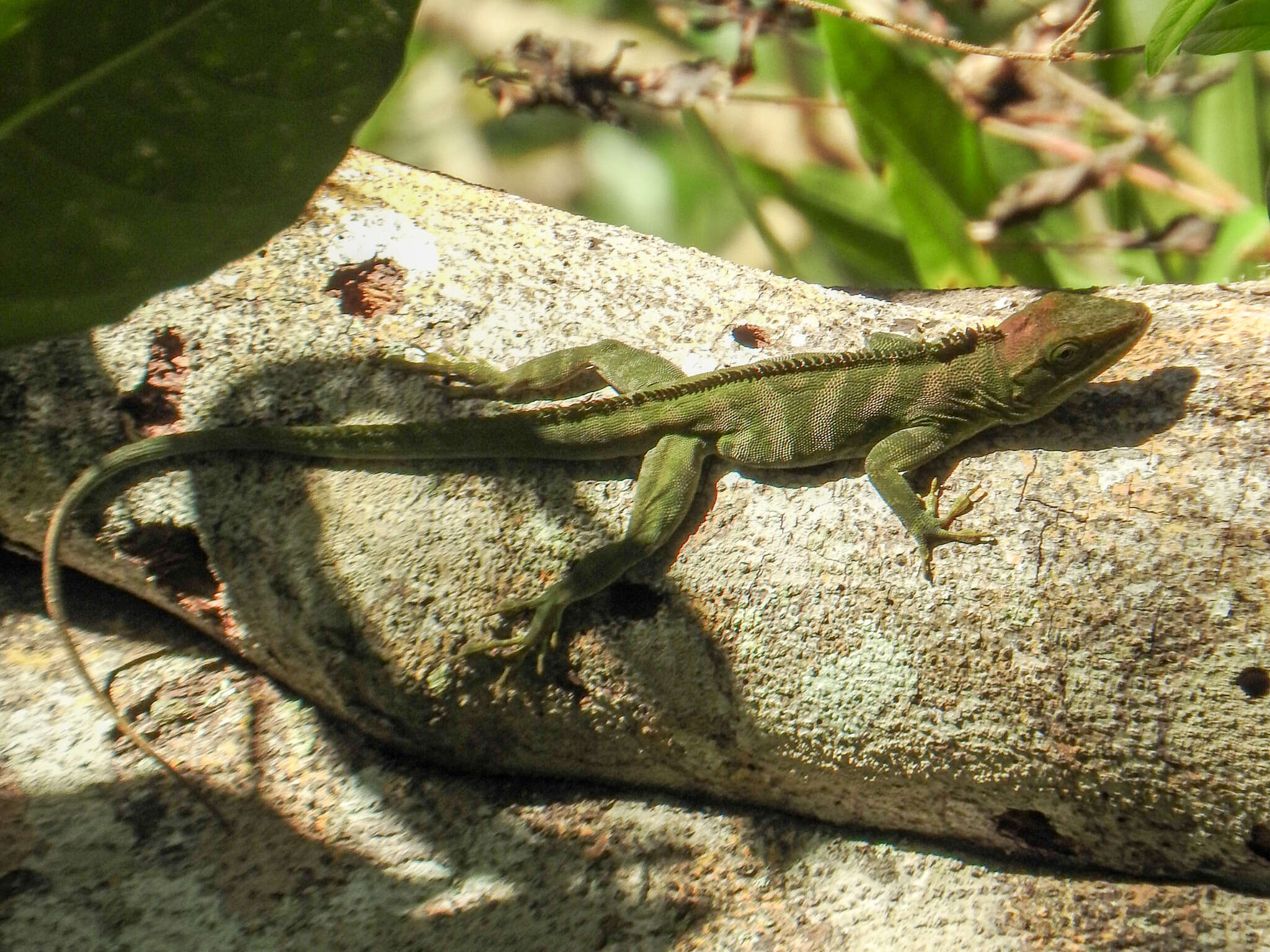 Image of Jamaican giant anole