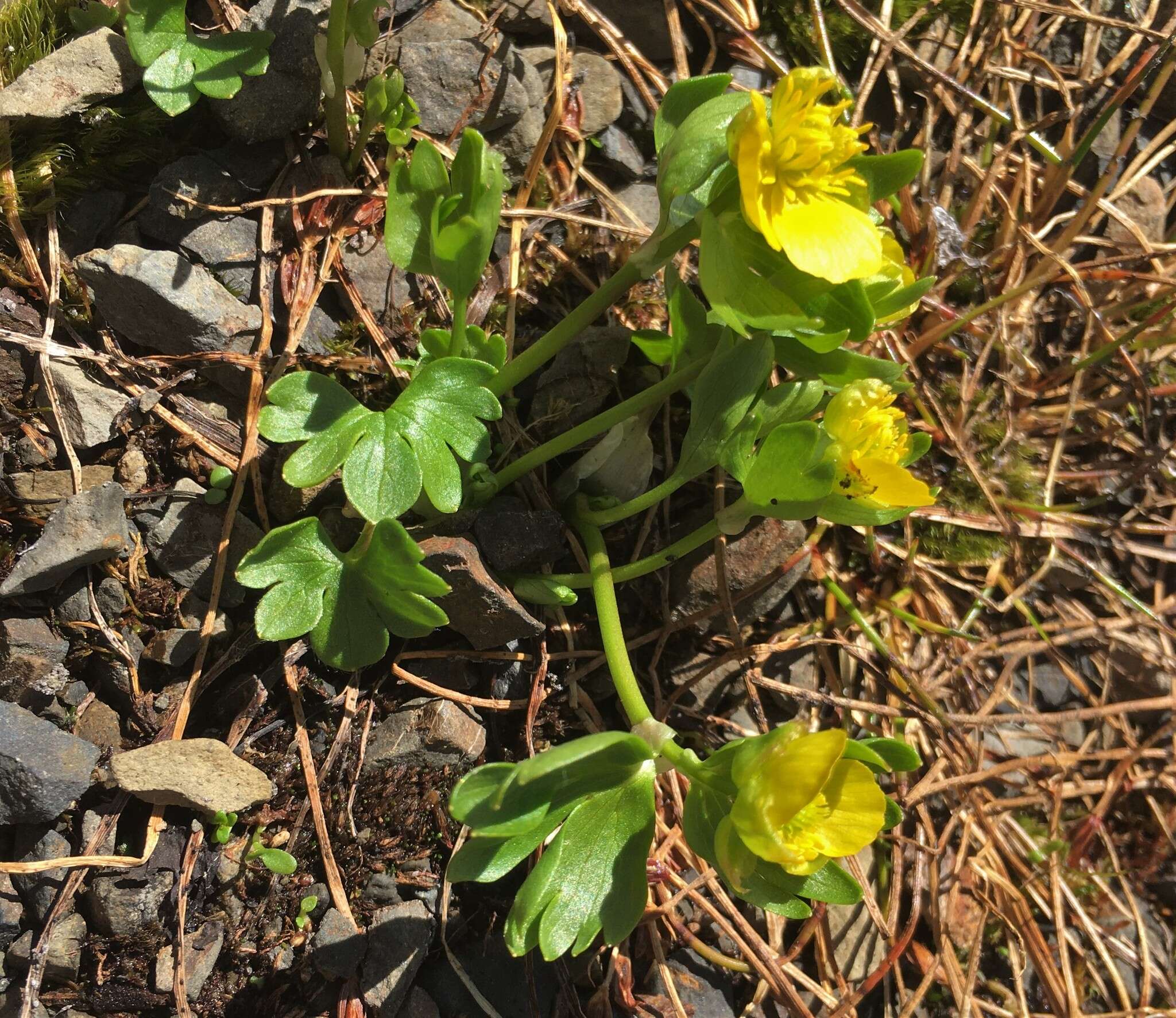 Image of <i>Ranunculus <i>eschscholtzii</i></i> var. eschscholtzii