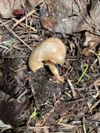 Image of Clitocybe albirhiza H. E. Bigelow & A. H. Sm. 1963