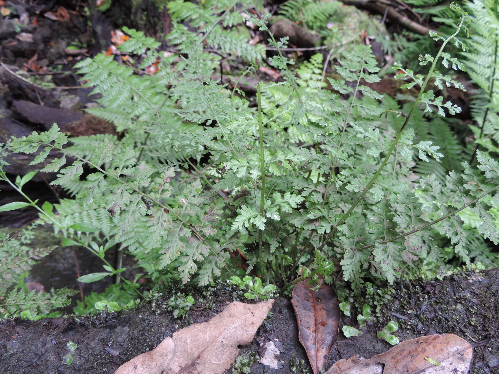 Image of Cystopteris diaphana (Bory) Blasdell