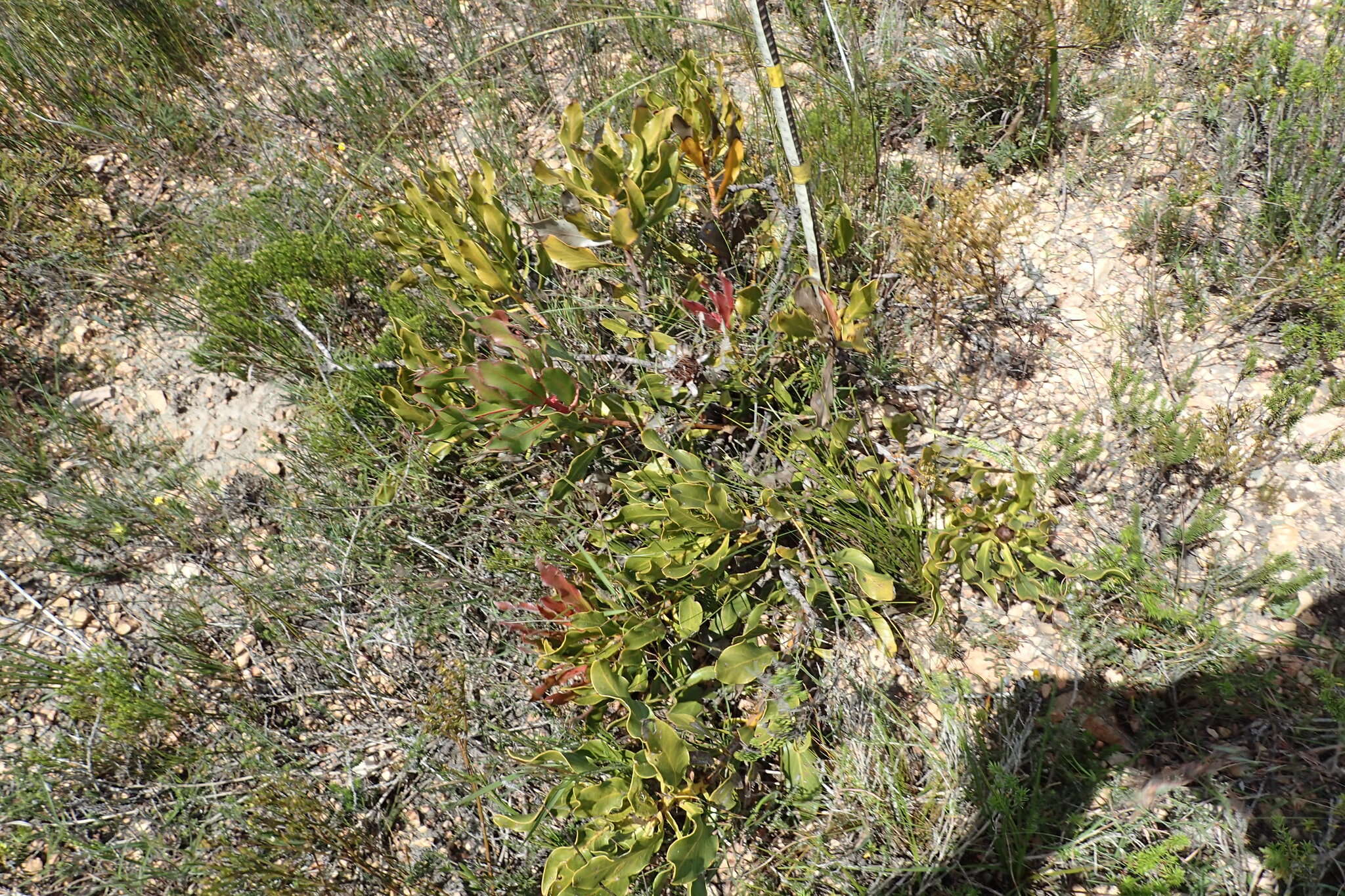 Imagem de Protea foliosa Rourke