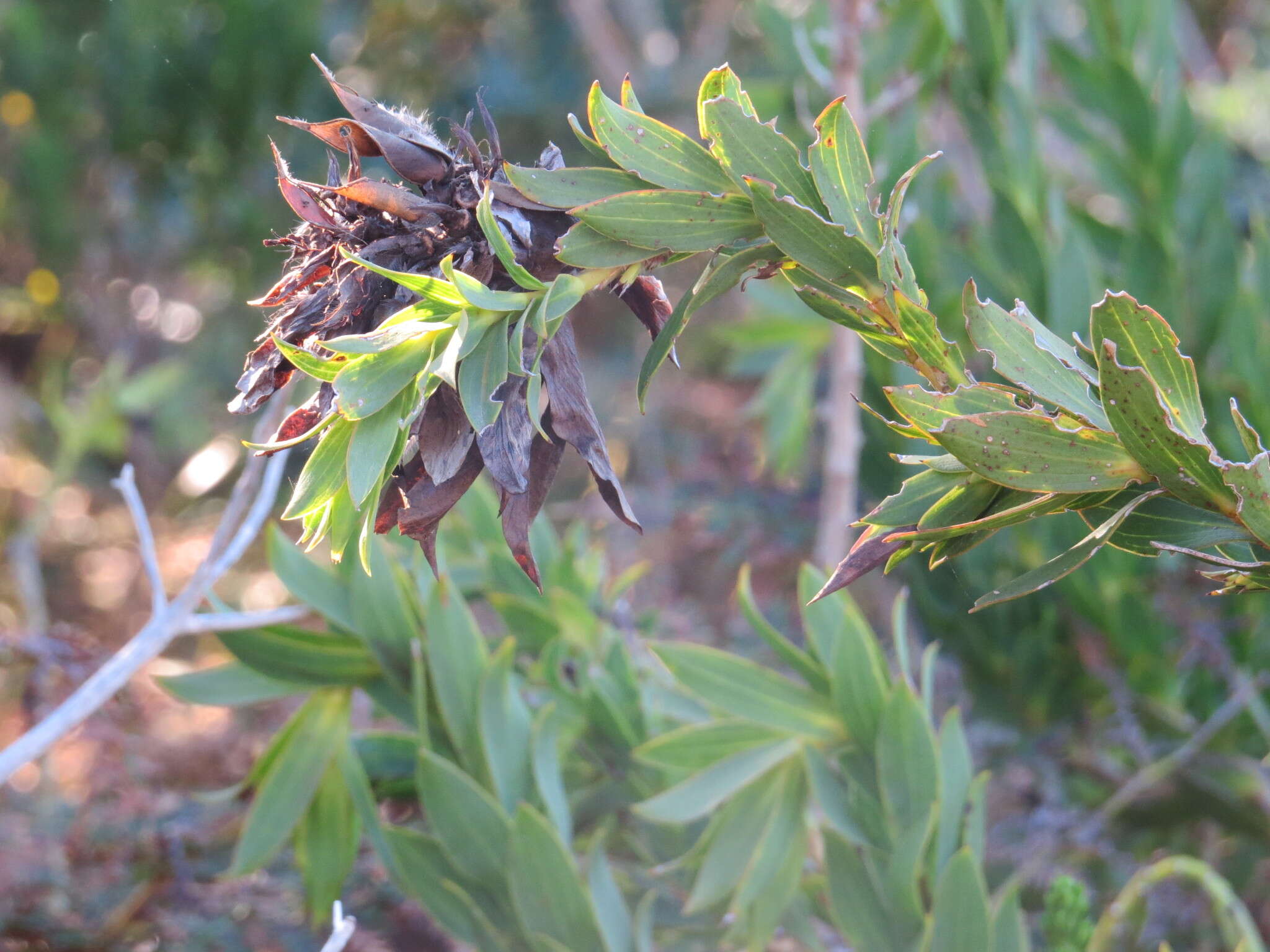 Plancia ëd Liparia splendens subsp. splendens