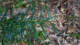 Image of Santalum obtusifolium R. Br.