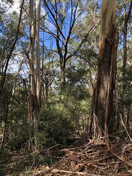 Image of Eucalyptus oreades F. Müll. ex R. T. Baker