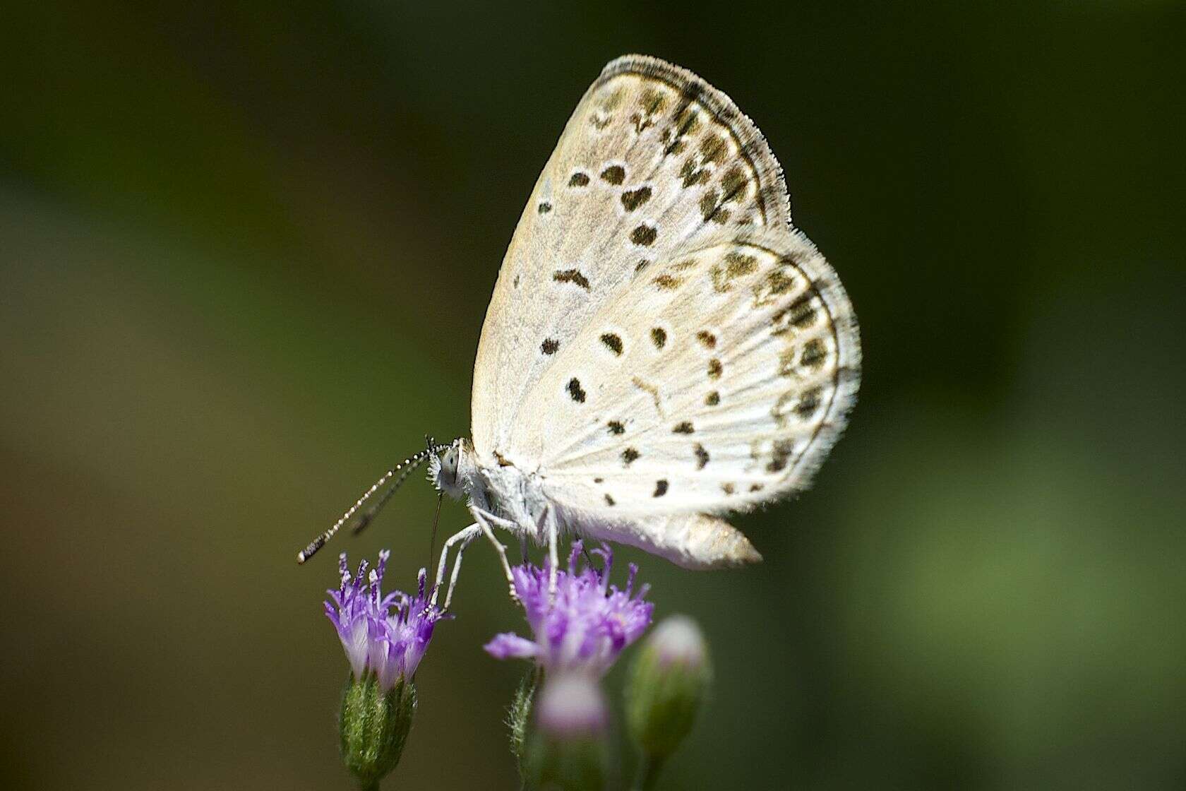 Image of Pseudozizeeria