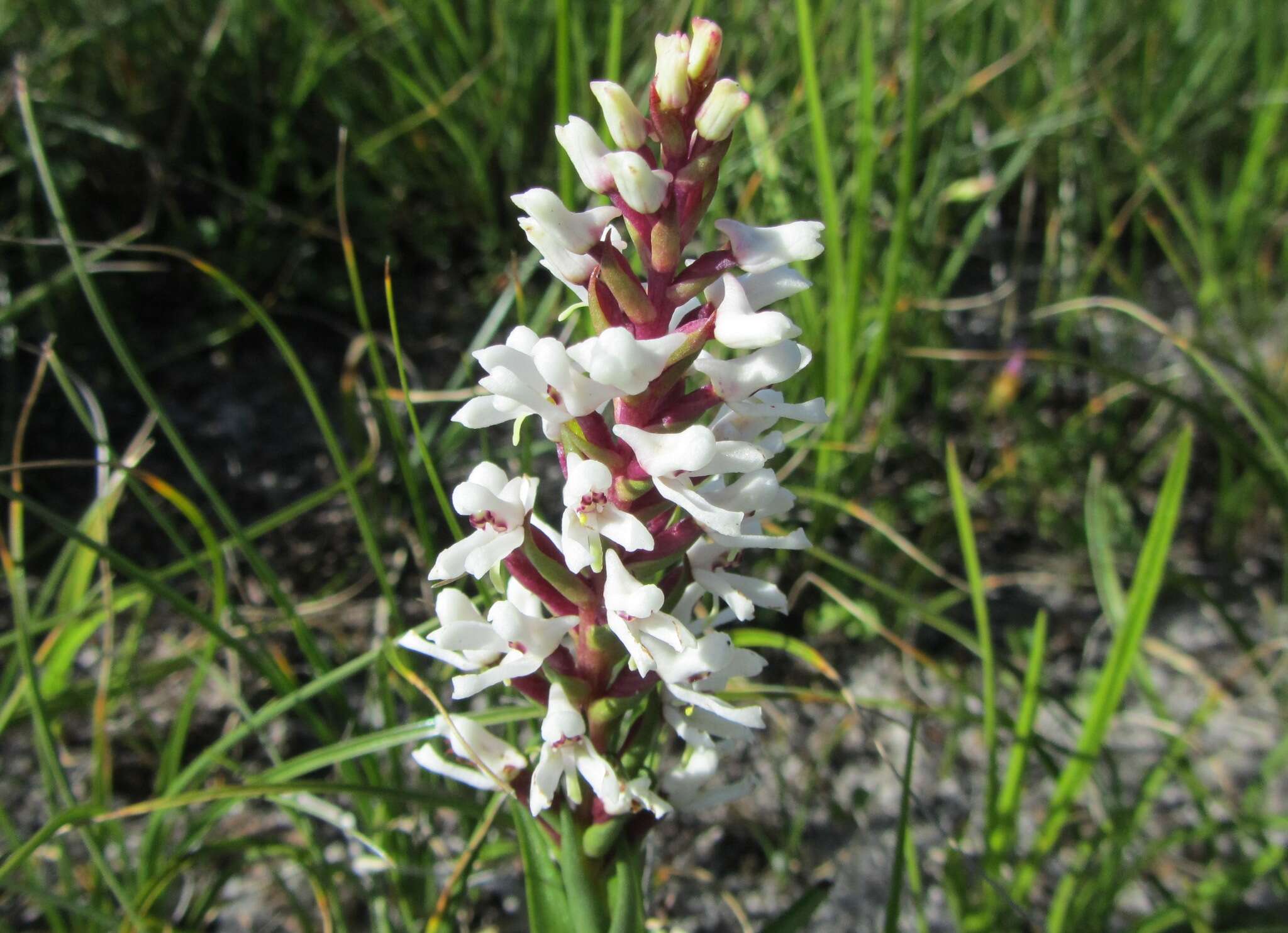 Image of Disa alticola H. P. Linder