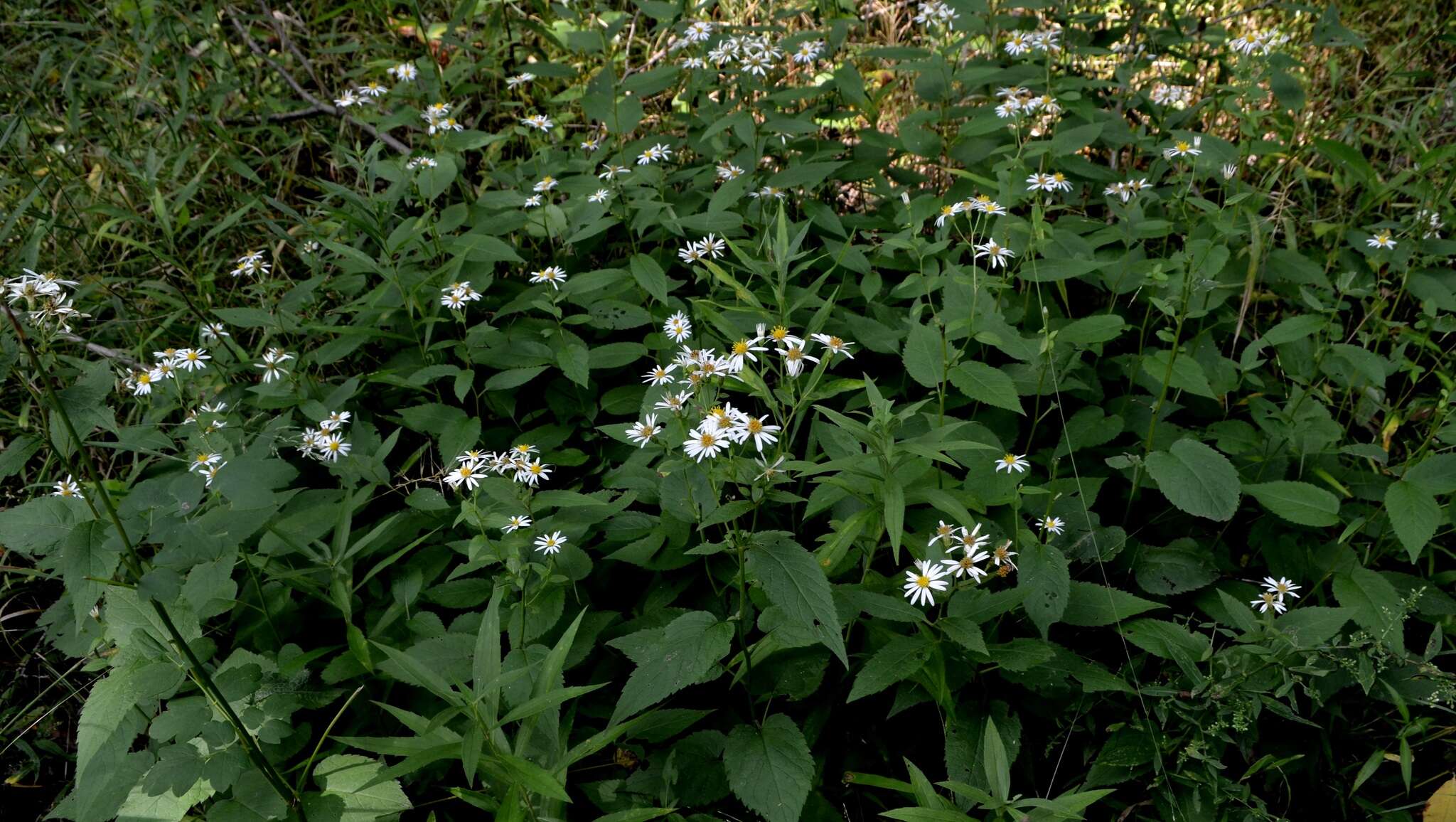 Sivun Eurybia furcata (E. S. Burgess) G. L. Nesom kuva