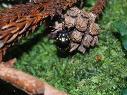 Image of Sinocymbachus Strohecker & Chujo 1970