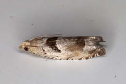 Image of Epinotia ramella Linnaeus 1758