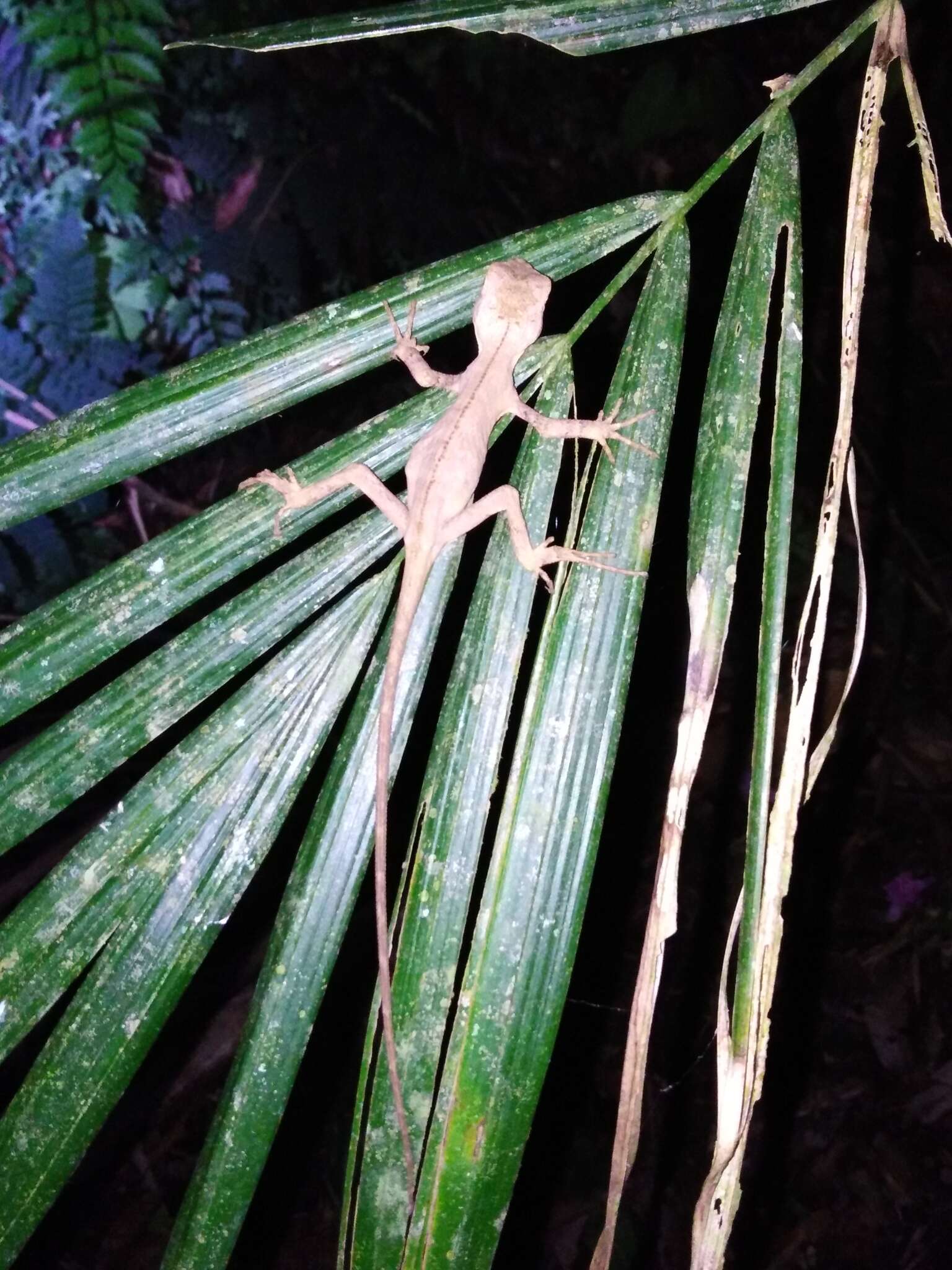 Image of Ihering's fathead anole