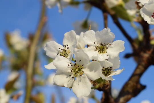 Plancia ëd Pyrus pyrifolia (Burm. fil.) Nakai