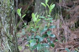 Image of Myrsine stolonifera (Koidz.) E. Walker