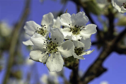 Plancia ëd Pyrus pyrifolia (Burm. fil.) Nakai