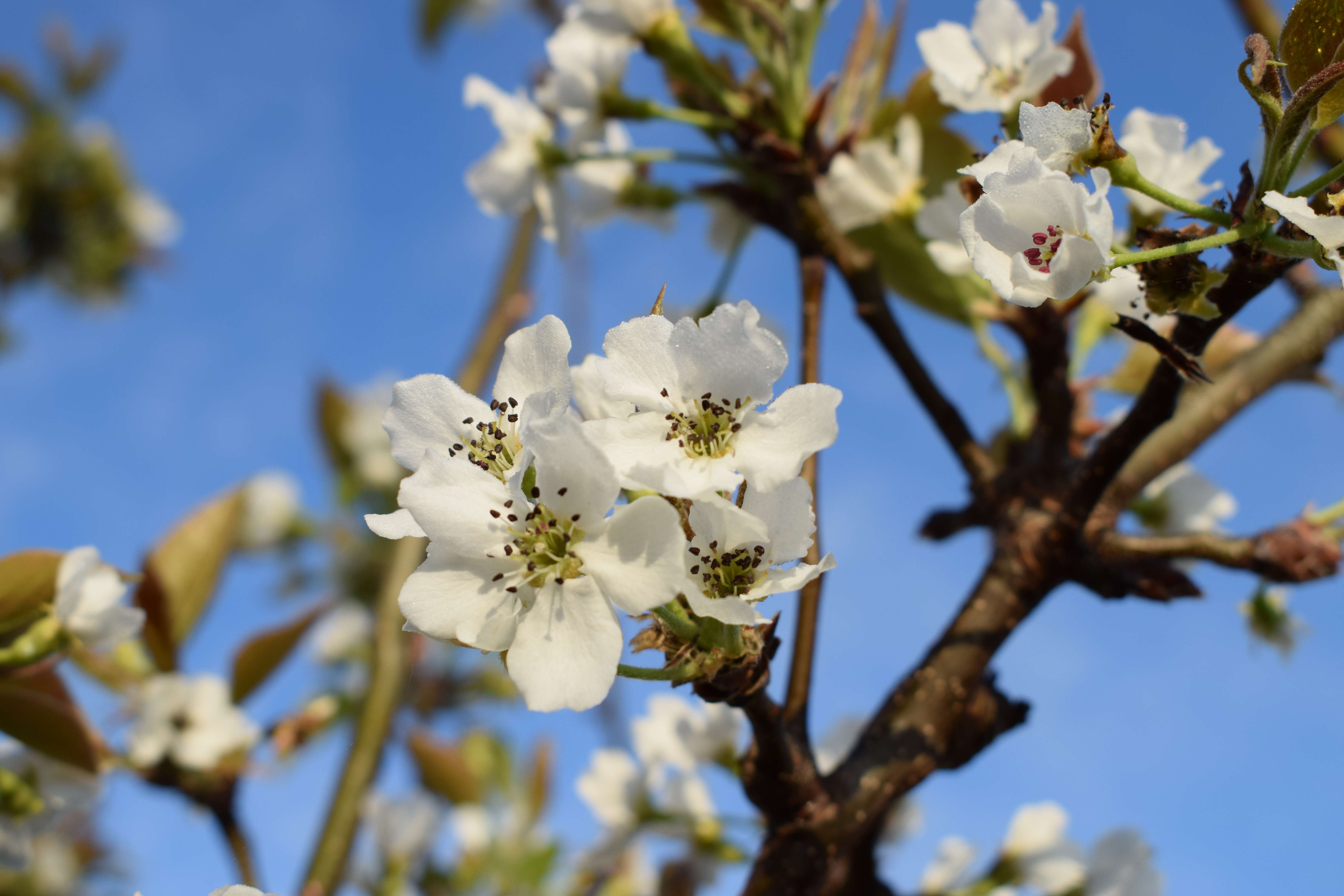 Image of Chinese pear