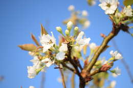 Image of Chinese pear