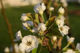 Image of Chinese pear