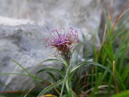 Saussurea pygmaea (Jacq.) Spreng.的圖片