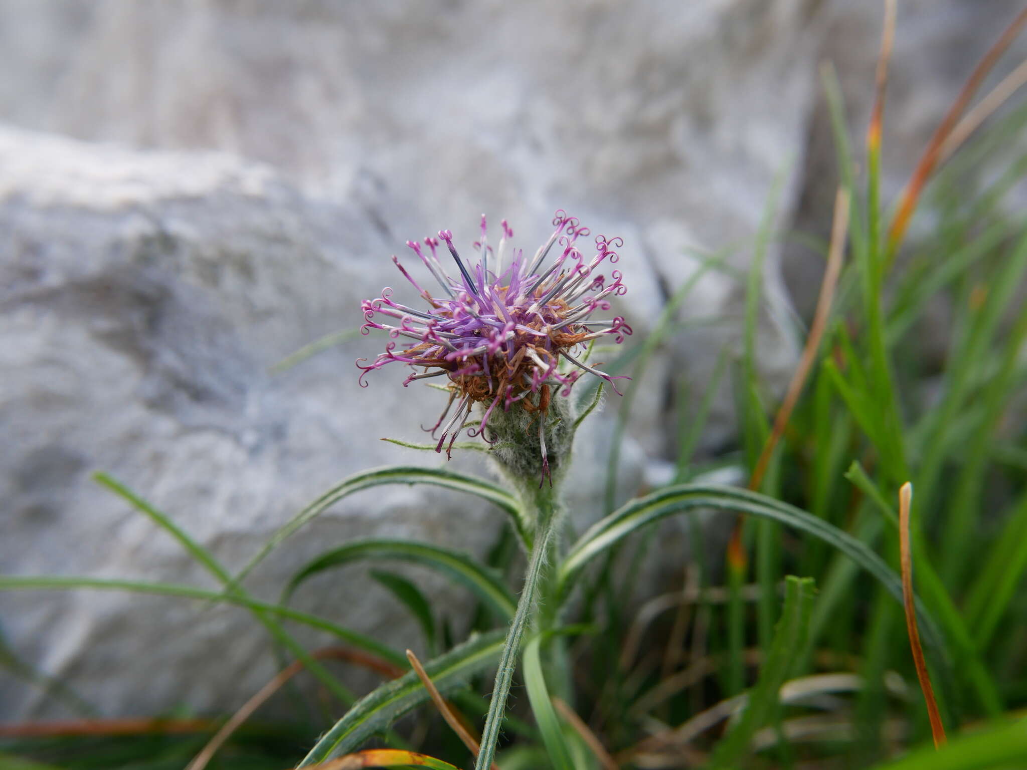 Saussurea pygmaea (Jacq.) Spreng.的圖片