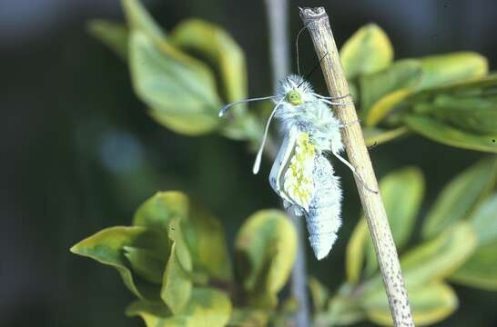 Image of orange tip