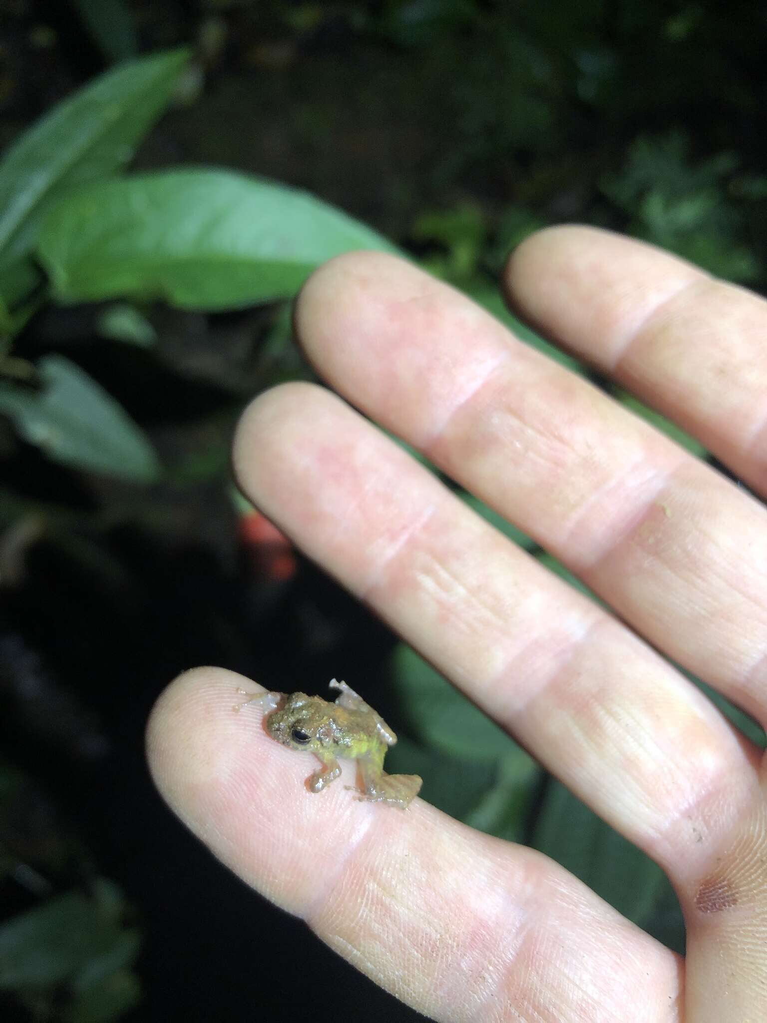 Image de Pristimantis diadematus (Jiménez de la Espada 1875)