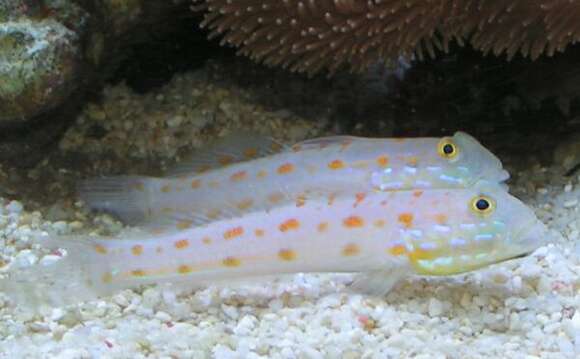 Image of Maiden goby