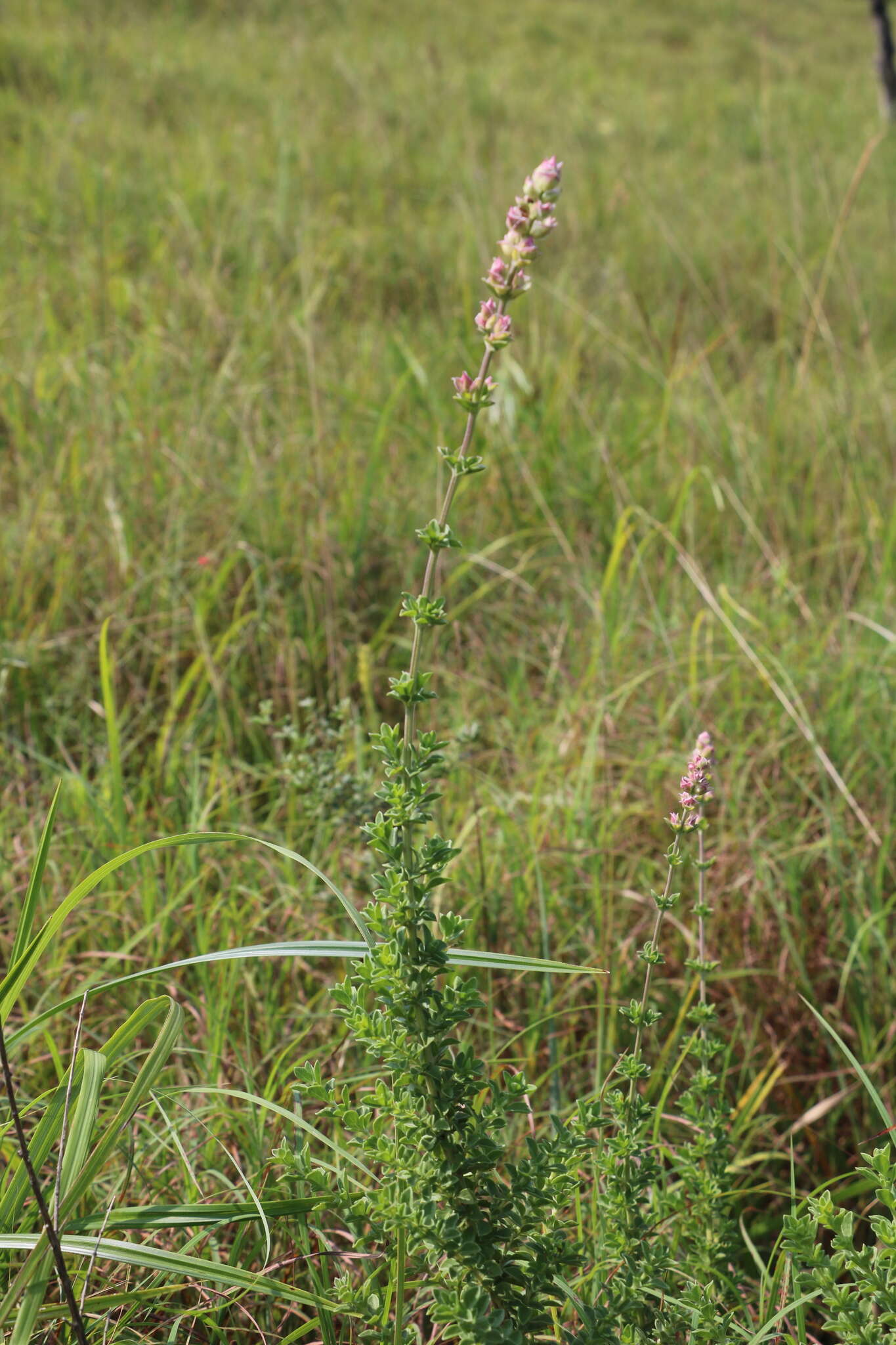 Image of Syncolostemon densiflorus Benth.