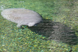 Image of manatees