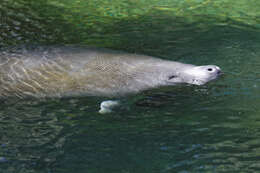 Image of manatees