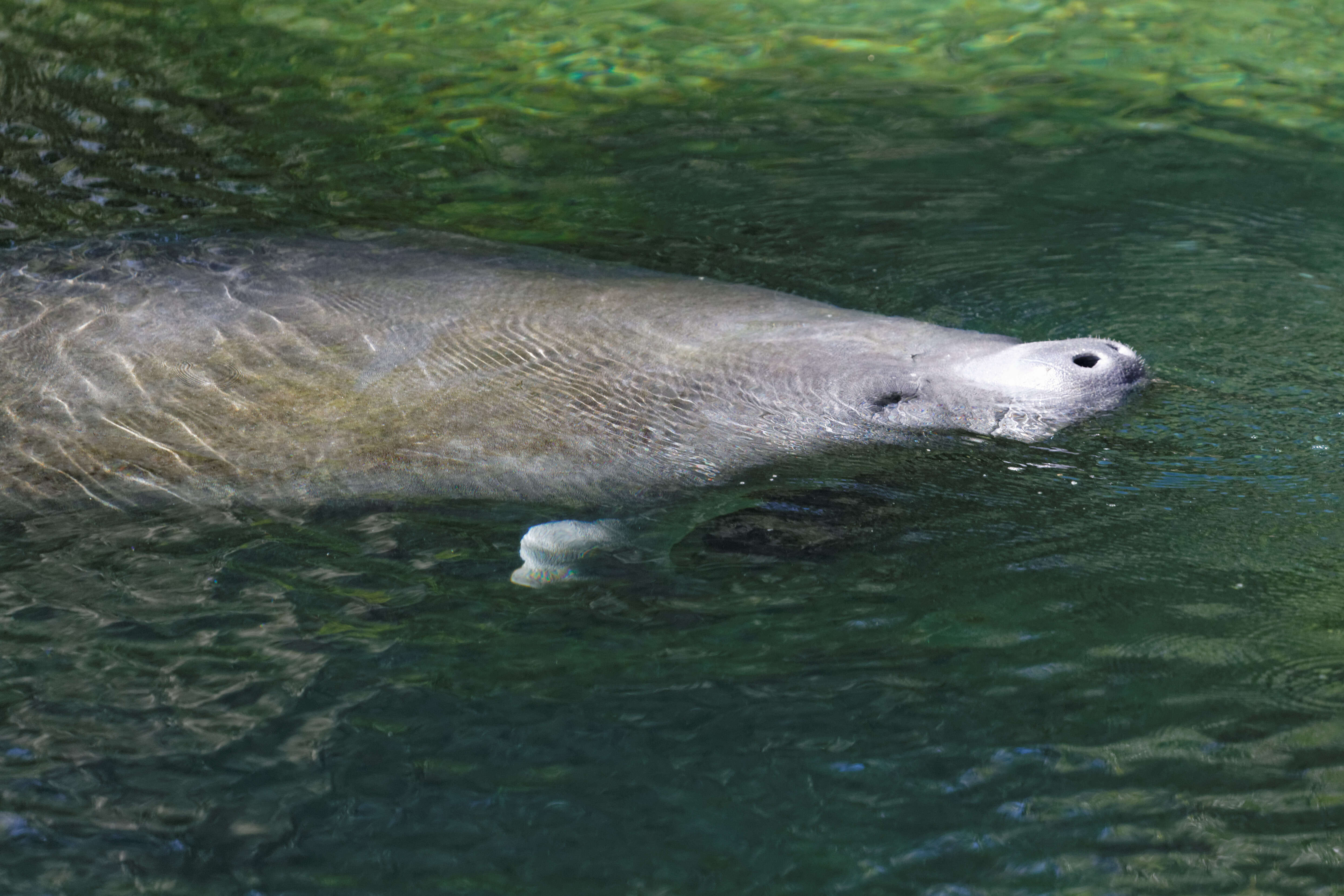 Image of manatees