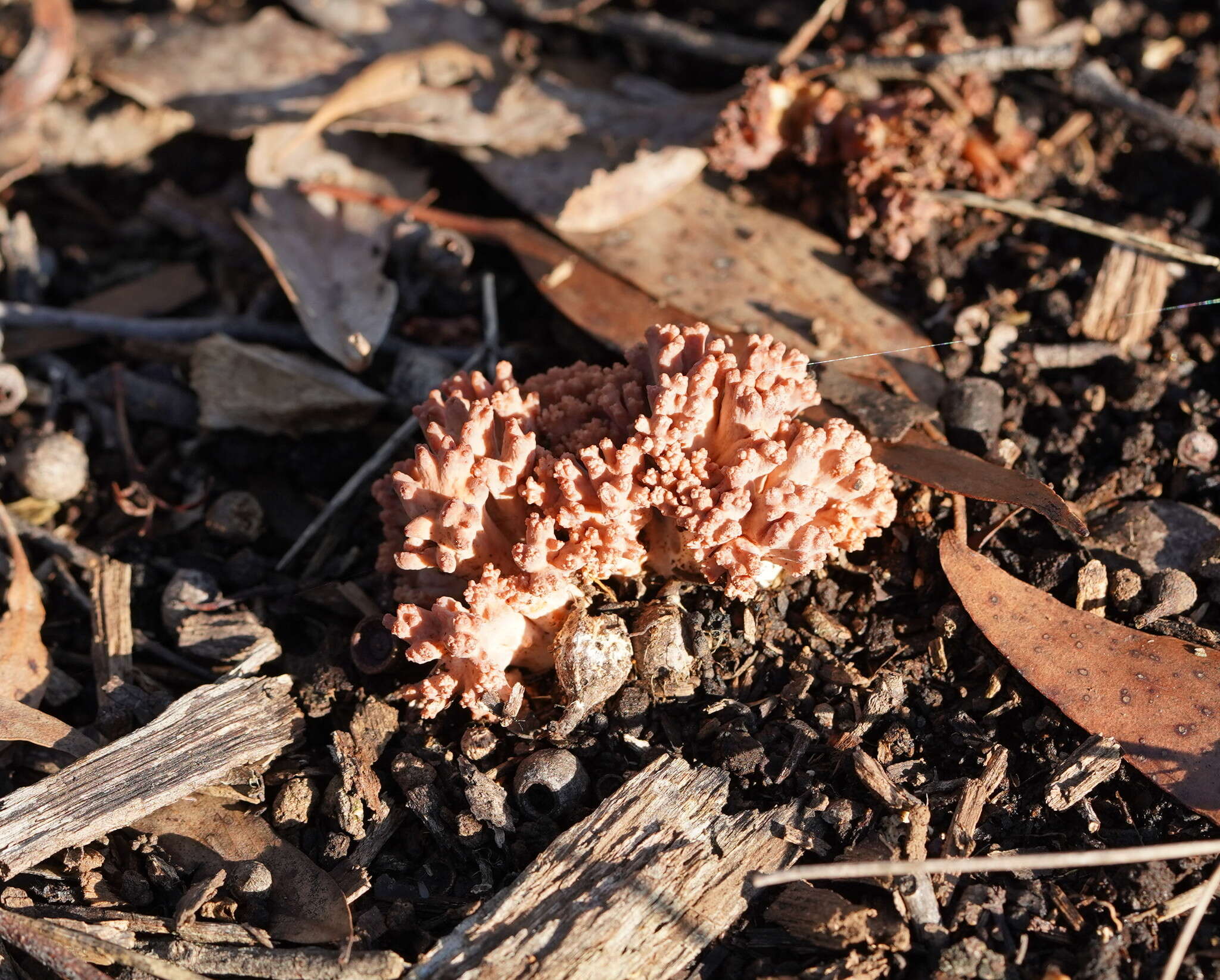 Image of Ramaria australiana (Cleland) R. H. Petersen 1969