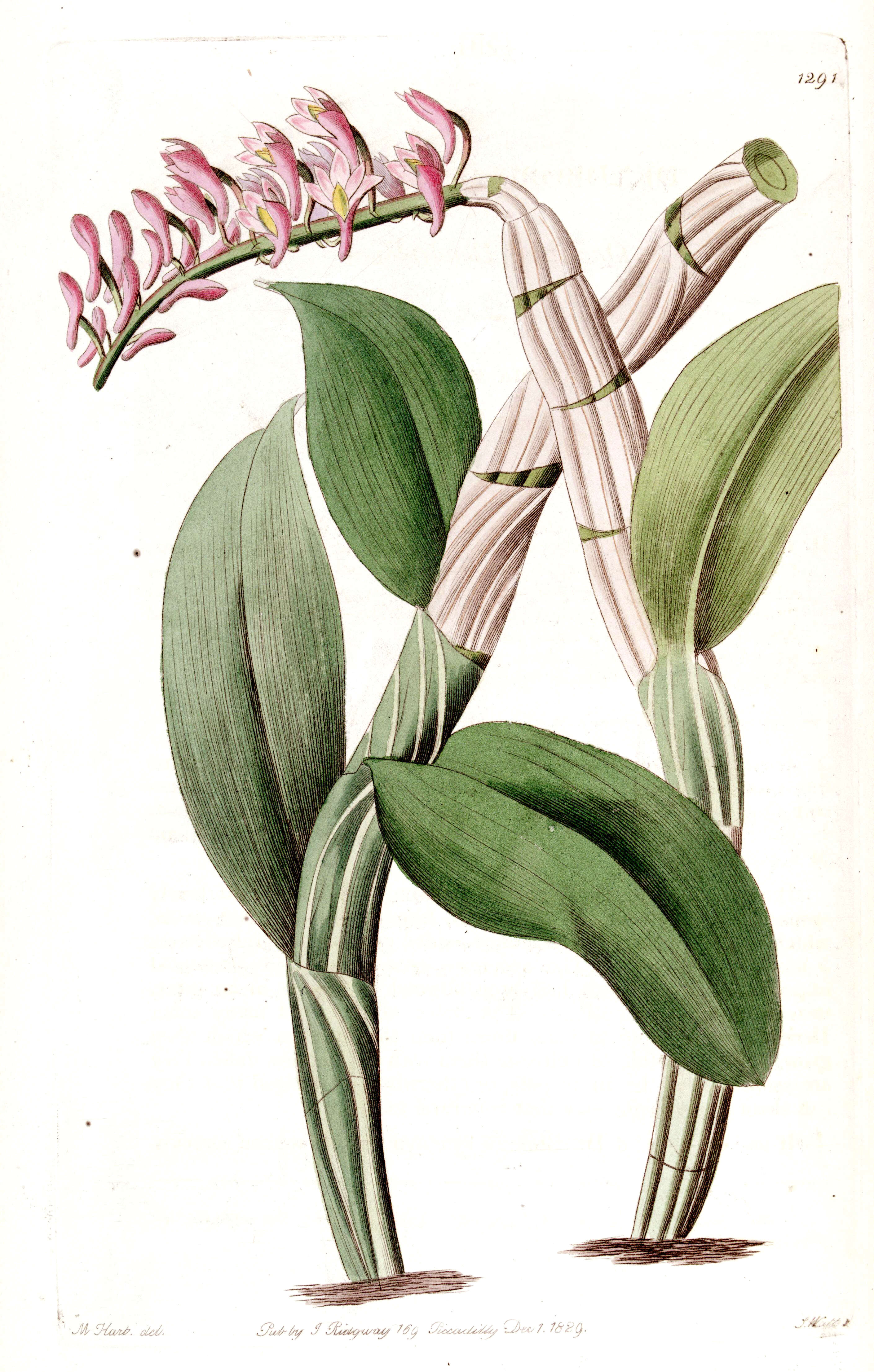 Sivun Dendrobium secundum (Blume) Lindl. ex Wall. kuva