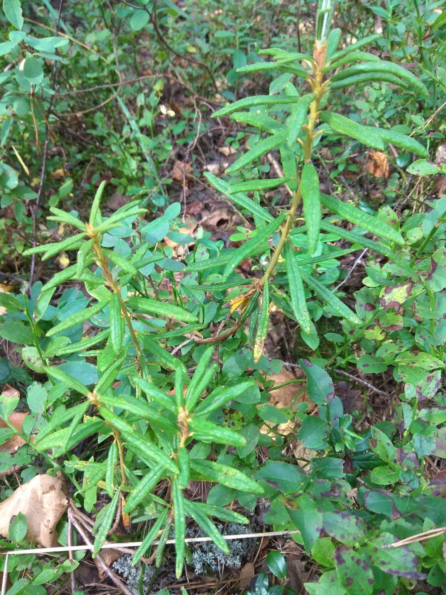 Imagem de Rhododendron tomentosum (Stokes) Harmaja