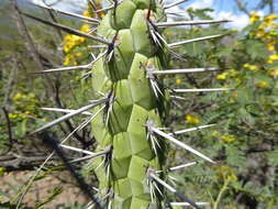 Imagem de Cleistocactus sulcifer (Rauh & Backeb.) Leuenb.