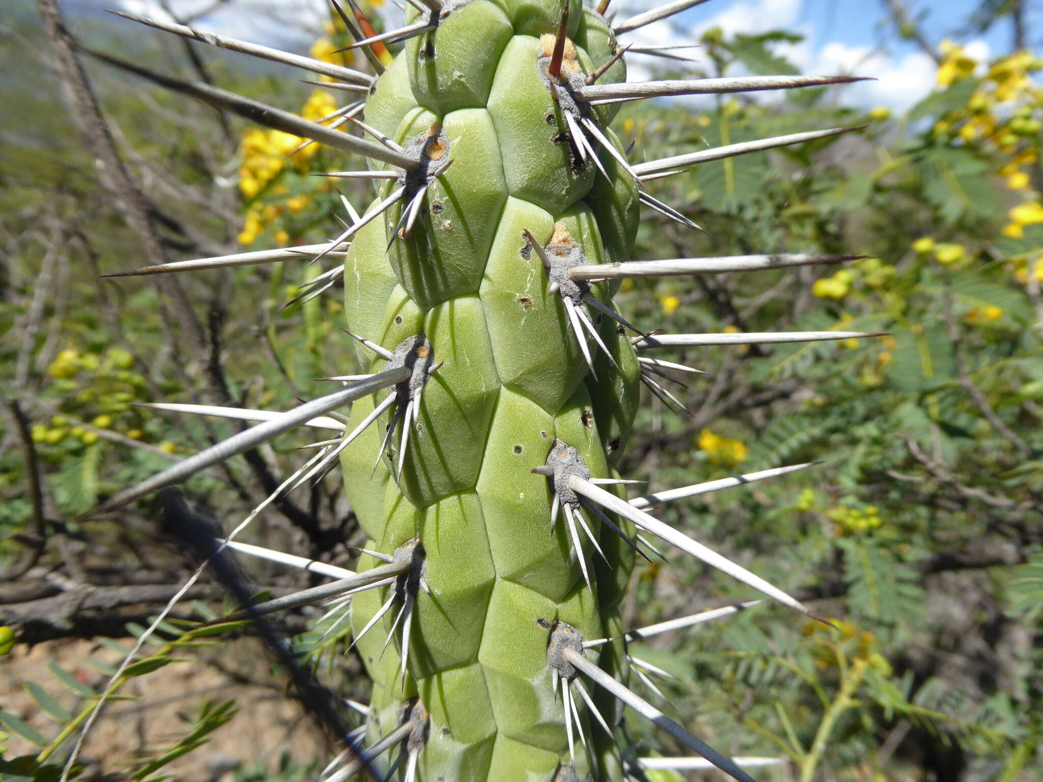 Imagem de Cleistocactus sulcifer (Rauh & Backeb.) Leuenb.