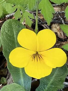 Image of Chilean yellow violet