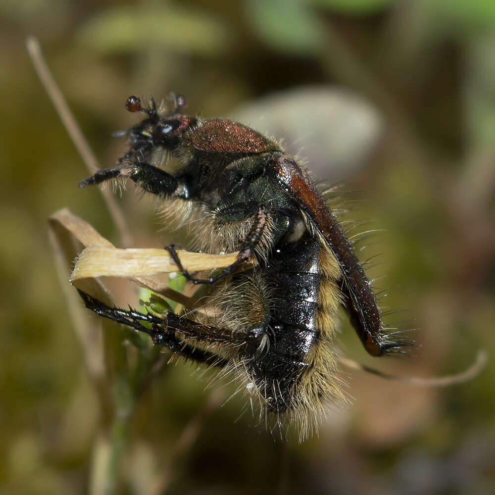 صورة Pygopleurus diffusus (Petrovitz 1957)