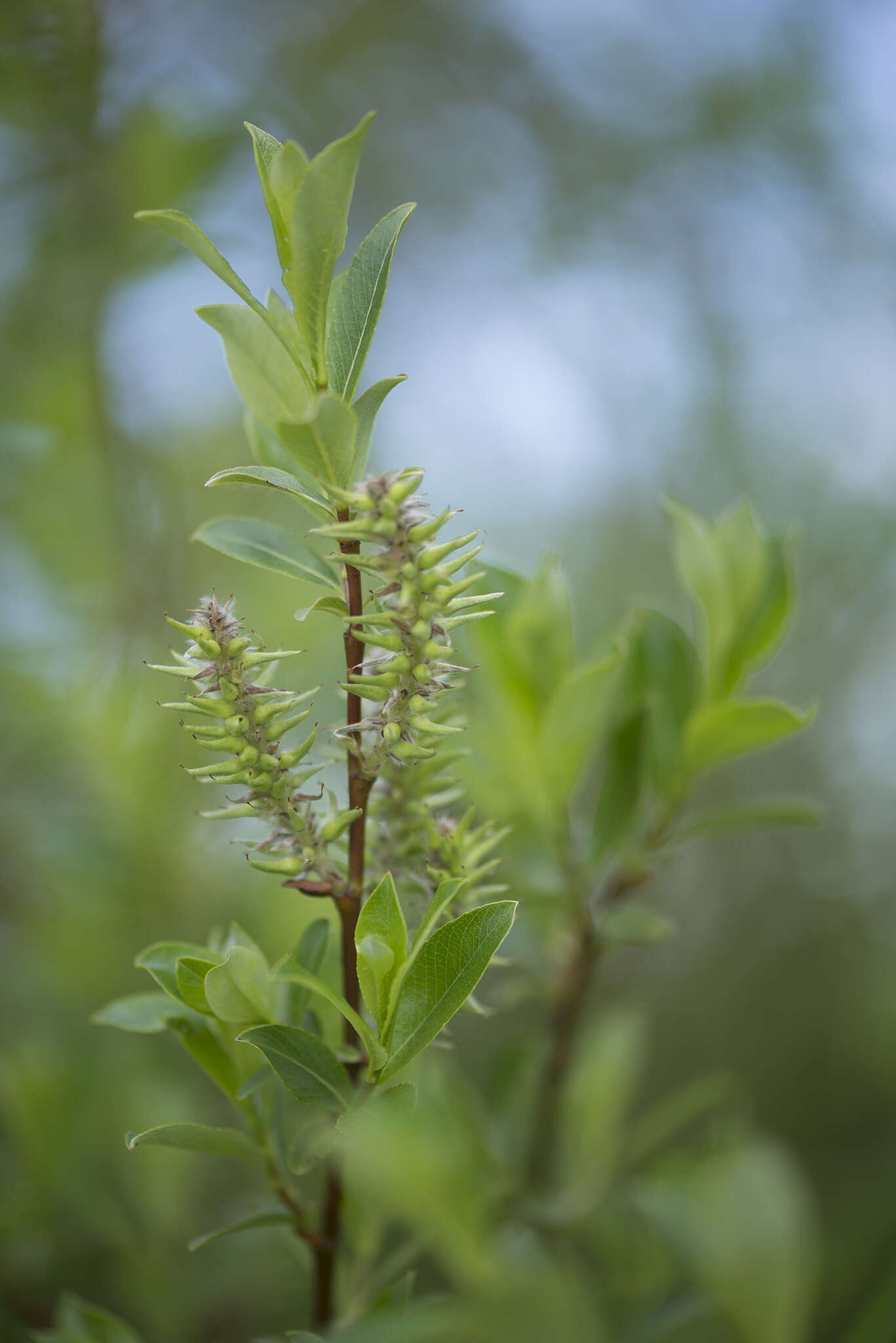 Image of tea-leaved willow