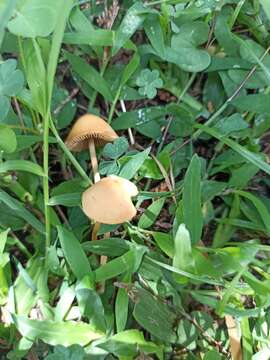 Image de Conocybe tenera (Schaeff.) Fayod 1889