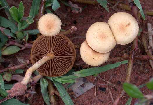 Image of common agrocybe